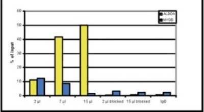 Chromatin Immunoprecipitation: Histone H3 [Dimethyl Lys79] Antibody [NBP2-59151] - ChIP assays were performed using human osteosarcoma (U2OS) cells, the antibody against H3K79me2 and optimized PCR primer sets for qPCR. Chromatin was sheared. ChIP was performed using sheared chromatin from 1.6 million cells. A titration of the antibody consisting of 2, 7 and 15 ul per ChIP experiment was analysed. Additionally, ChIP was performed with 2 and 15 uL of antibody after incubation with 5 nmol blocking peptide for 1 hour at room temperature. IgG (5 ug/IP) was used as negative IP control. QPCR was performed with primers for the ALDOA (fructose-bisphosphate aldolase A) promoter and for the coding region of the myogenic differentiation gene (MYOD), a gene that is inactive at normal conditions. Figure shows the recovery, expressed as a % of input (the relative amount of immunoprecipitated DNA compared to input DNA after qPCR analysis).